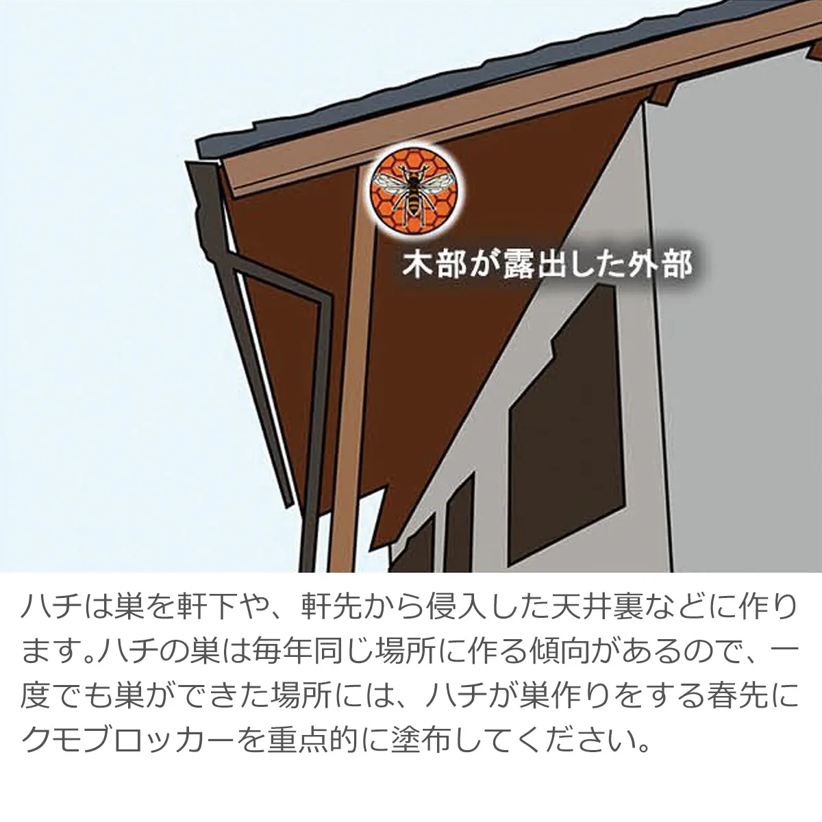 ハチは巣を軒下や軒先から侵入した天井裏などに作ります。ハチの巣は毎年同じ場所に作る傾向があるので、一度でも巣ができた場所にはハチが巣作りをする春先にクモブロッカーを重点的に塗布してください。(木部が露出した外部)