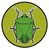 カメムシ